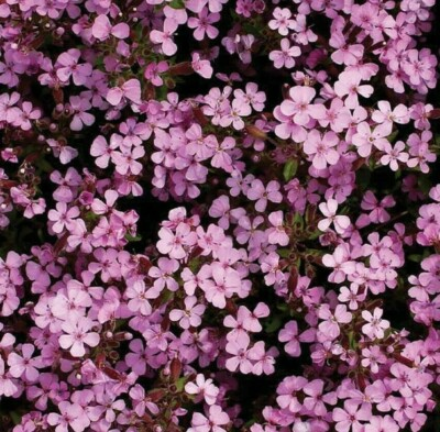 #ad ROCK SOAPWORT SEEDS 500 SAPONARIA perennial flower CREEPING groundcover PLANT $2.30