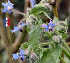 BOURRACHE OFFICINALIS (Borago officinalis) 30 GRAINES CULTURE BIO