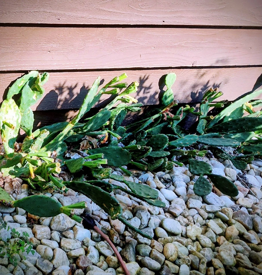 Prickly Prickley Pear Cacti Winter hardy  15 pad cactus - Image 4 of 4