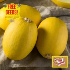 Fresh Spaghetti Winter Squash Seeds | Heirloom Non-GMO | Vegetable Seeds