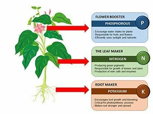 There Are 10 Major Benefits Naturel Bio Moutarde Gateau Fertilisant Plante Poudre 900g Us Prescription Glasses Alblaad Com