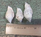 Strombus Fusiformis Seashell Beach Decor Beach Collectibles Lot Of Three — photo 2