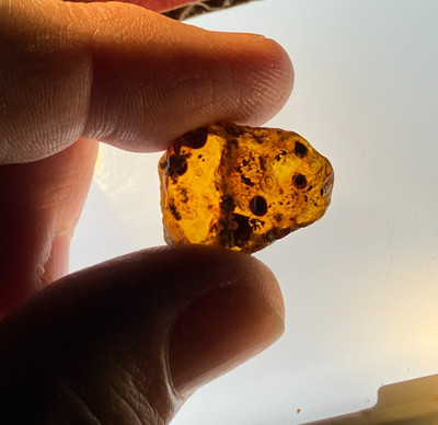 A101 BU3607 Large Moving Enhydro in 1/2 polished Burmese Amber Burmite ~99 mya