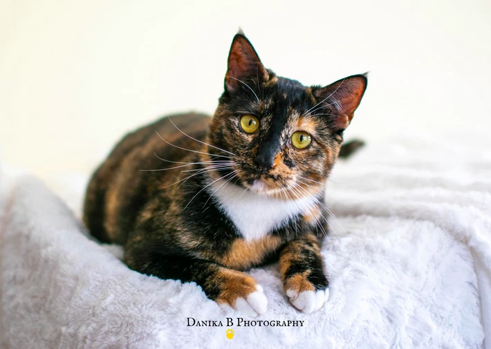 Chyna Rescue Kitten Sc0765 Vetted And Ready To Go Cats Kittens Gumtree Australia Cambridge Area City Beach 1254601387