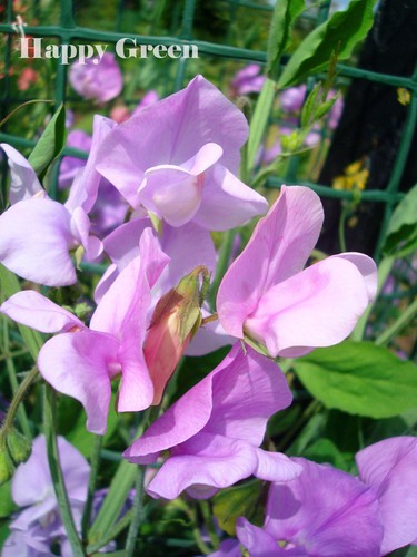 CLIMBING FLOWERS - Vines - Thunbergia Morning Glory Sweet Pea - Flower seeds - Picture 83 of 121