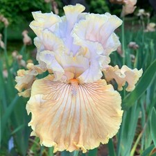 Tall Bearded Iris Rhizome "SWEETWATER PIE BURNS" Tom Burseen 2013 AWARDS!