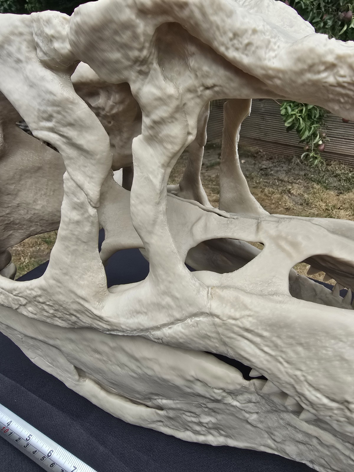 Giganotosaurus Dinosaur Skull  Large Replica, Fossil, Collectables