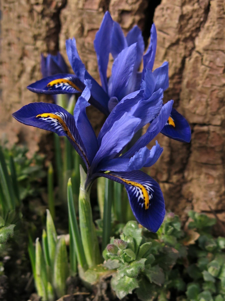 Zwiebeln blaue Iris Zwiebeln Blumenzwiebeln winterhart schnellwüchsig +