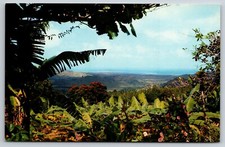 El Yunque Puerto Rico Tropical Rain Forrest View Banana Frond African Tulip Tree