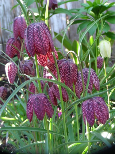 Fritillaria Meleagris : 100 Seeds (2022) : Checkered Lily : White, Purple, Brown - Picture 2 of 12