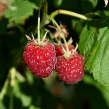 1 Joan J Everbearing Primocane Live Red Raspberry Plant - 1-2 yr Old