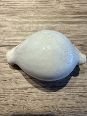Kauri Schnecke Tigerschnecke, WEISS, 9,5 cm, Meeresschnecke, Muschel