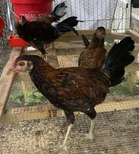 Pure spangled Bates Hatch Over Kelso , A Stag And Pullet (Mom n dad pictured too