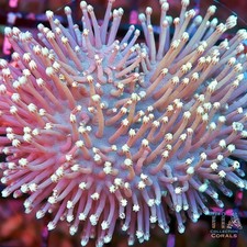 Japanese White Willow Toadstool - NOT WYSIWG Live Softies Coral