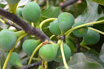 Feigenbaum Dnger Flora Boost Flssigdnger fr Feigen Baum 1 Liter |  eBay.de