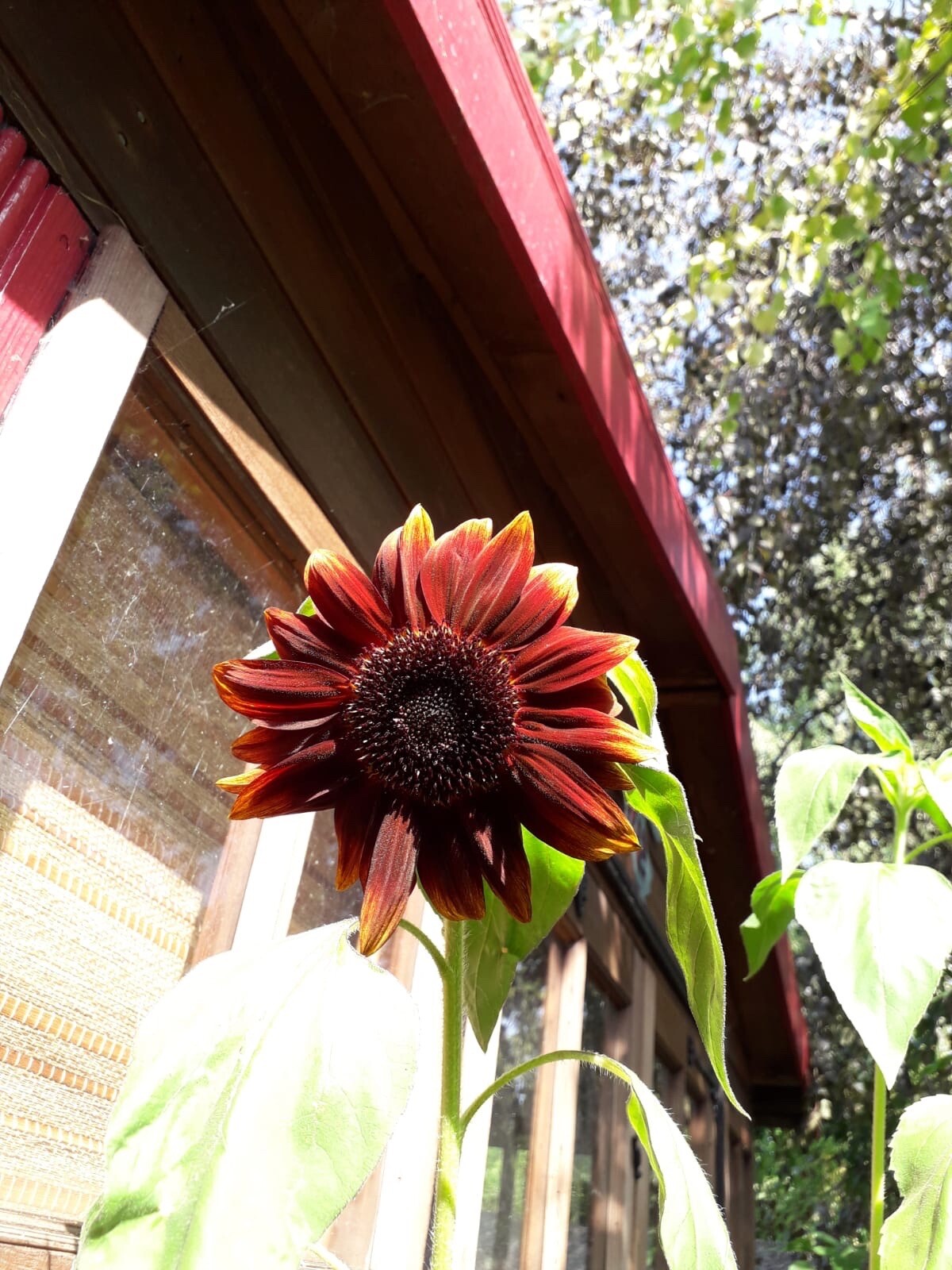 Sunflower Plug Plants Red X 6 Pre Order No Seeds Ready June 1st Week eBay