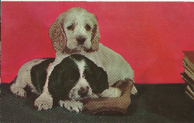 NICE VINTAGE PHOTO  POSTCARD TWO CUTE PUPPIES