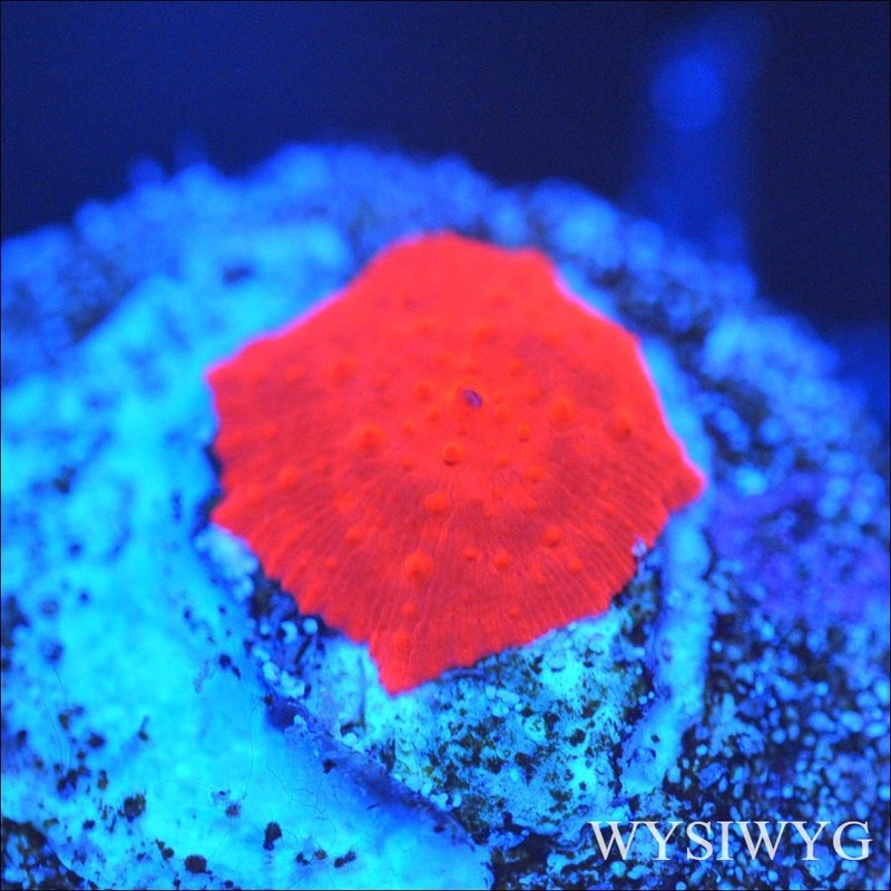 Corals of Eden ~ WYSIWYG Live Coral Frag ~ Rockstar Disco Mushroom ~ LPS SPS