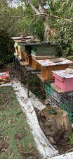 bee hives $250 Delivered and Set Up Locally