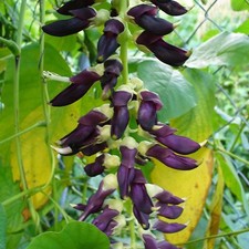 Mucuna pruriens VELVET BEAN - SEEDS 