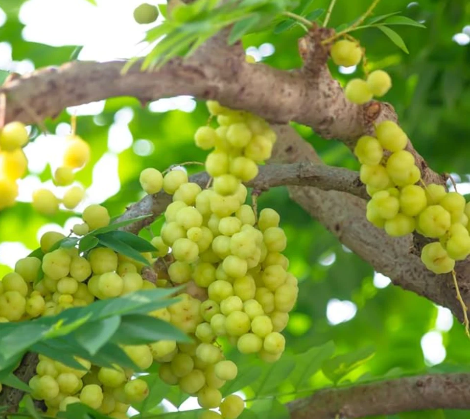 Árbol Star Gooseberry - Planta viva de 1 pie de alto en maceta de un galón - Sin envío a HI Foto 3 de 4