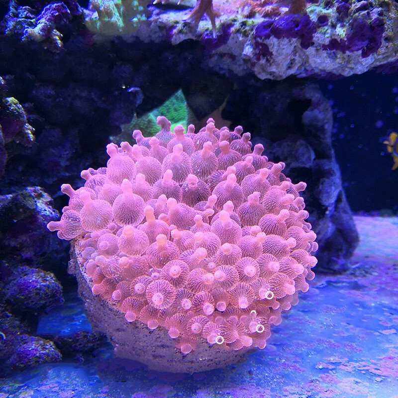 Picture 5 of 41