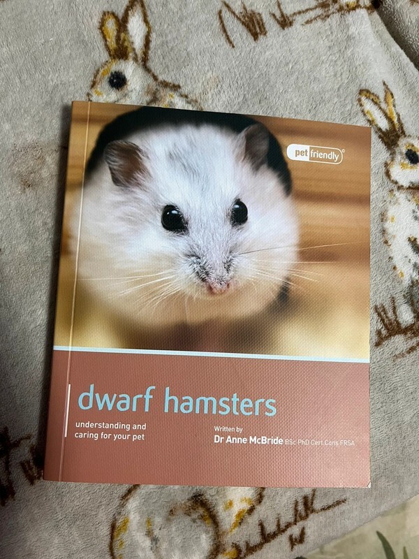 Pet Caring For Your Hamster Should I Get A Dwarf Hamster Pet