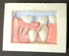 vintage #7 McKesson Robbins DISPLAY TOOTH Dentist study aid dental dentistry z5