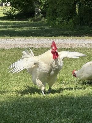 12 + 1 American Bresse Fertilized Hatching Eggs (Meat Birds)
