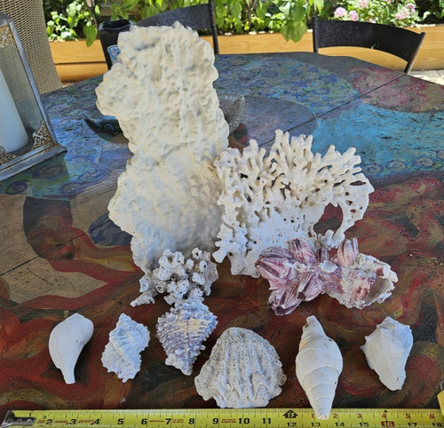 Lot of Corals and Pliocene Fla. Fossils-Vase, Murex, Turbinella, Spiny Jewel
