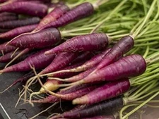 Carrot Seeds- Purple Haze Carrot Seeds , "COOL BEANS N SPROUTS" Brand. Home Gard