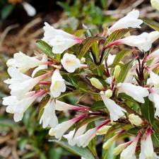 Weigela Black and White - Old Fashioned Weigela | Deciduous Potted Garden Shrub