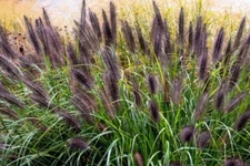 100 Dwarf Black Fountain Grass Seeds. Organic. USA Seeds. Ships free