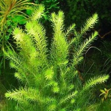 Mayaca Fluviatilis One Bunch Live Aquarium Stem Plants Fish Tanks