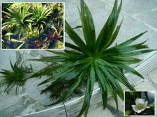 3 Teichaloen Stratiotes Aloides / Wasseraolen Krebsscheren Wasserpflanzen Teich