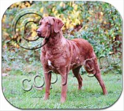 Chesapeake Bay Retriever Dog Computer MOUSE PAD Mousepad