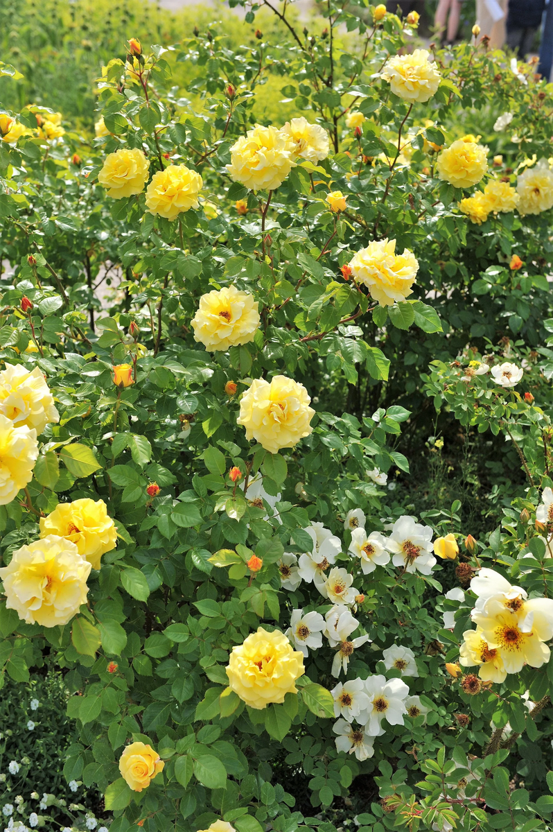 5 YELLOW CLIMBING ROSE Rosa Bush Vine Climber Fragrant Butterfly