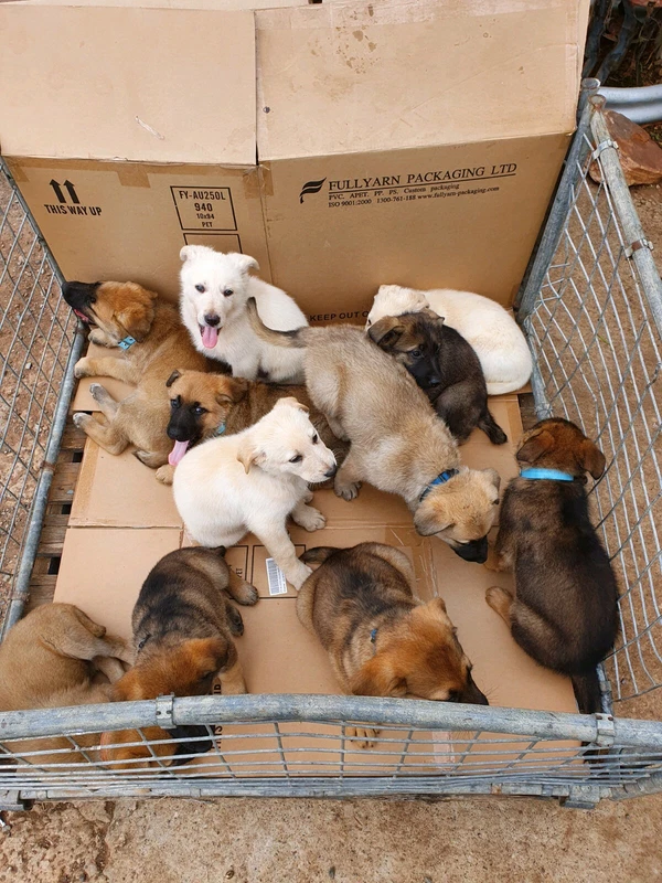 german shepherd cross retriever puppies