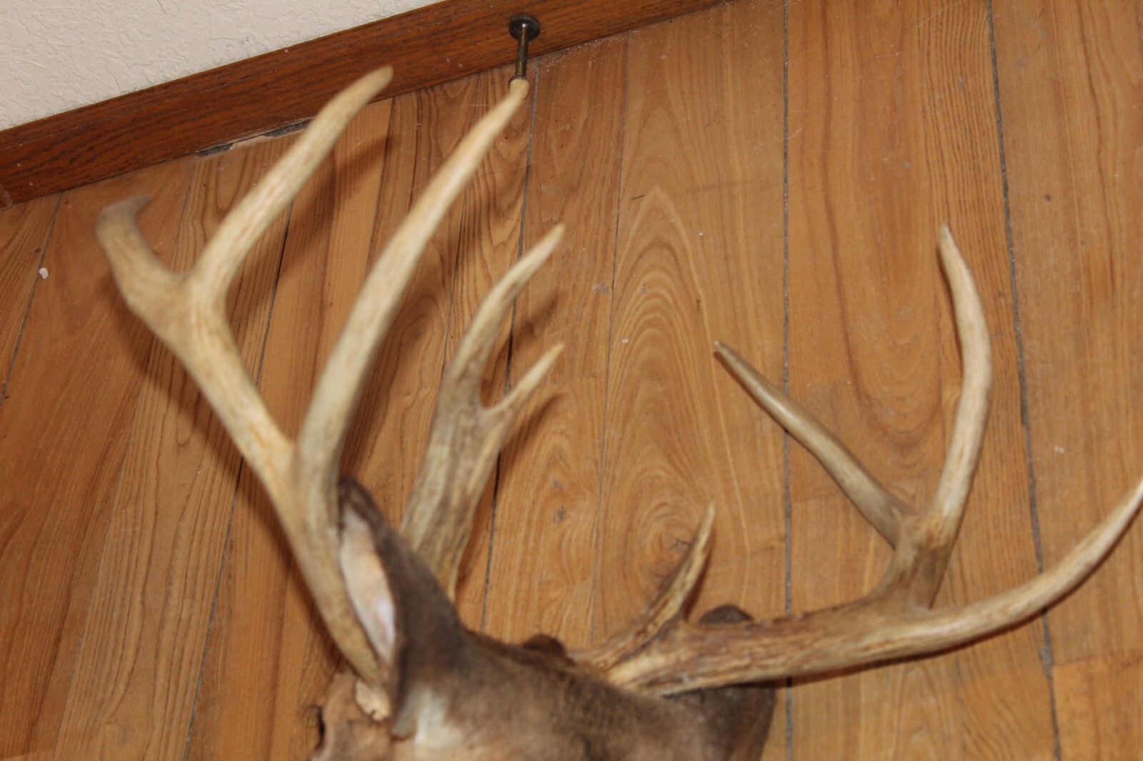 Whitetail Deer Head Shoulder Mount Taxidermy Cape Shed Antler Hunt Mule Rack