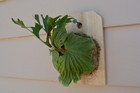 RARE PLATYCERIUM RIDLEYI MOUNTED ON A CEDAR BOARD STAGHORN US GROWN — photo 2