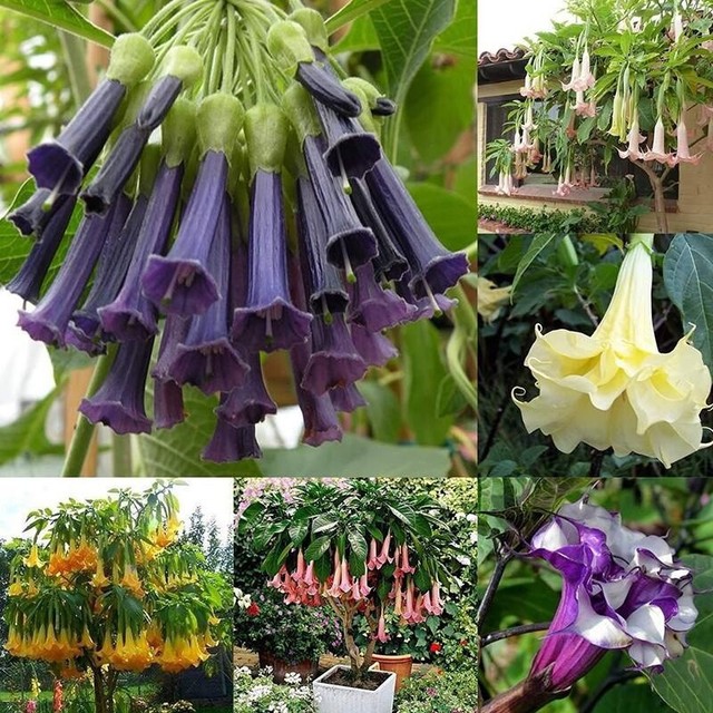 10x Brugmansia Pink Delight Angel�s Trumpet Seeds Garden