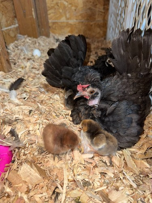 #ad 6 Kikiriki Chicken Fertile Hatching Eggs Bolo Bearded Topy Bony Head $50.00