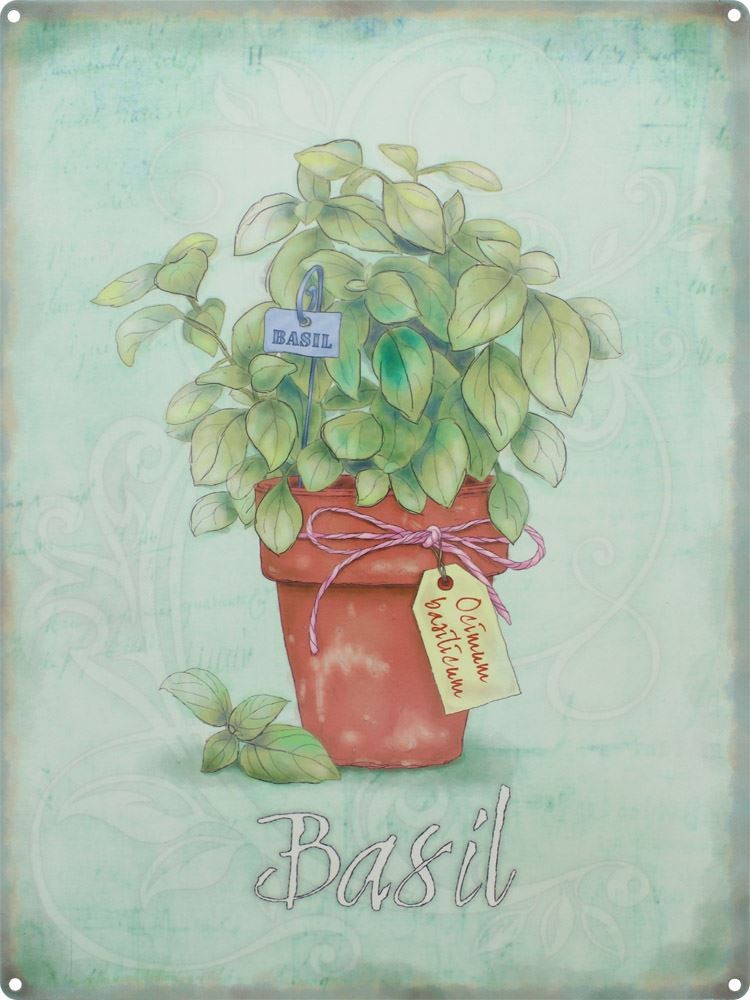 Basil