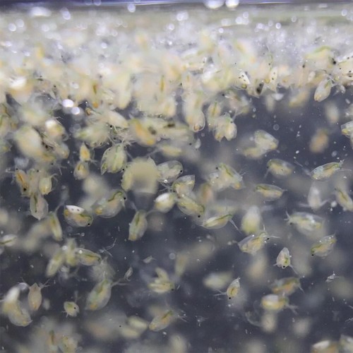 Daphnia Magna - Lebendfutter selbst Züchten - Urzeitkrebse - Triops - pure Eier - 第 1/10 張圖片