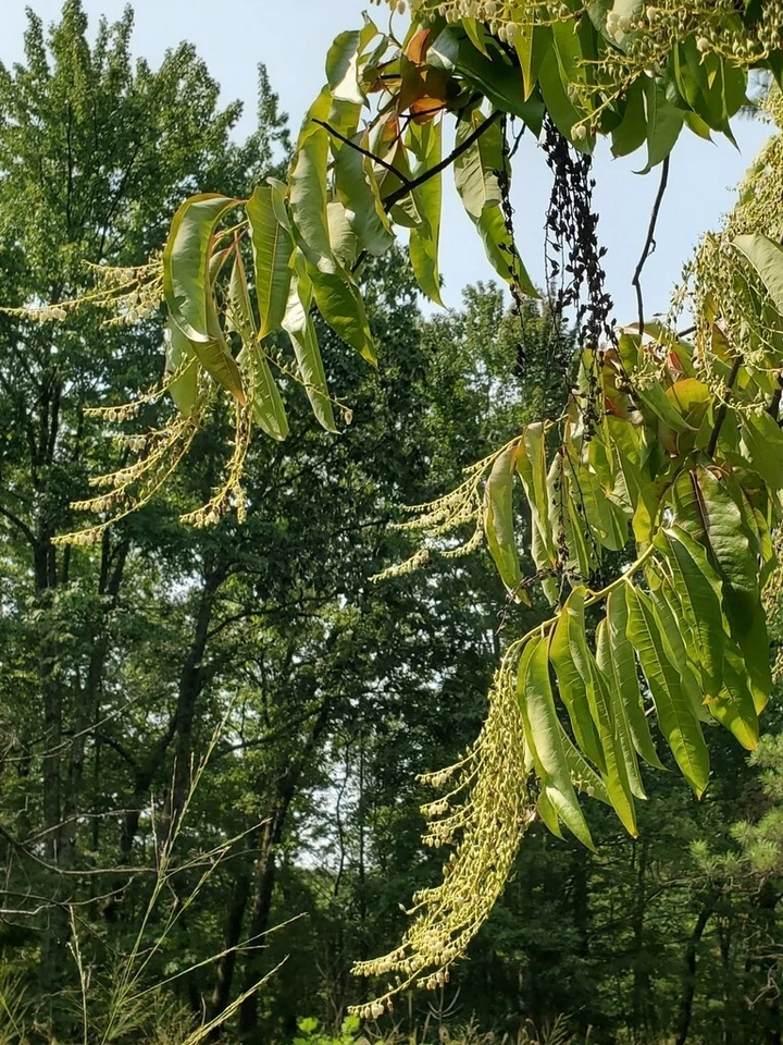 Lily of the Valley Sourwood Seeds (Oxydendrum arboreum) | Honey Bee Tree bonsai - Image 3 of 4