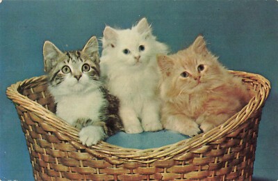 Postcard Animals Membership Committee Three Kittens Cats in a Basket #2