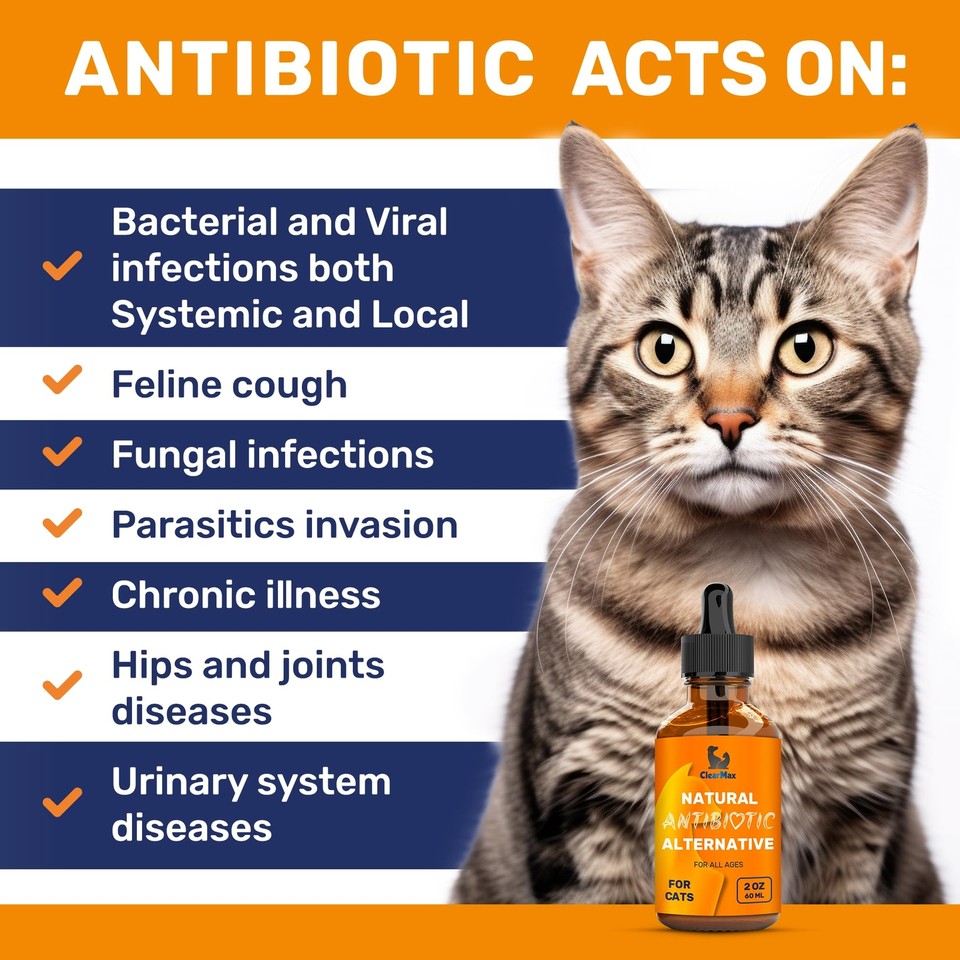 Antibiotics for Cats Cat Antibiotic Natural Antibiotics for Cats Cat An