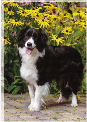 *  BORDER COLLIE    * Postcard *  schöne  Postkarte   # 3