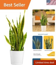 Snake Plant, Mother-in-Law's Tongue Live Plant in Decorative Pot, Large Easy ...