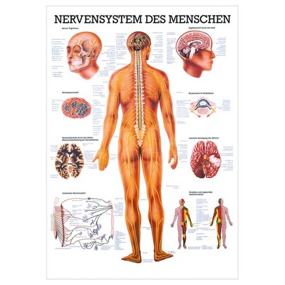 Nervensystem Mini-Poster Anatomie 34x24 cm medizinische Lehrmittel